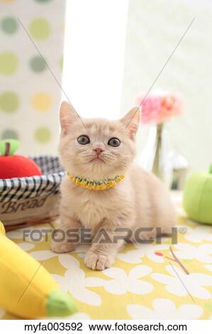 Stock Image - Domestic cat. Fotosearch