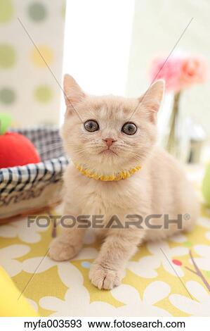 Domestic cat View Large Photo Image Stock Image - Domestic cat. Fotosearch