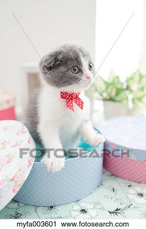 Domestic cat View Large Photo Image Stock Image - Domestic cat. Fotosearch