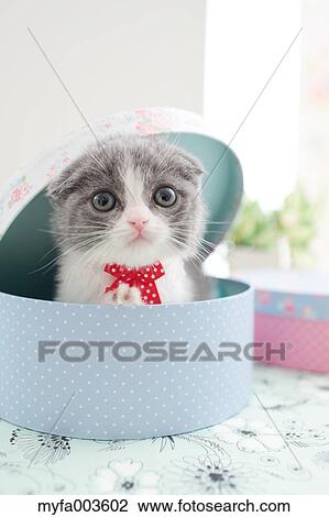 Domestic cat View Large Photo Image Stock Image - Domestic cat. Fotosearch
