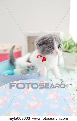 Domestic cat View Large Photo Image Stock Image - Domestic cat. Fotosearch