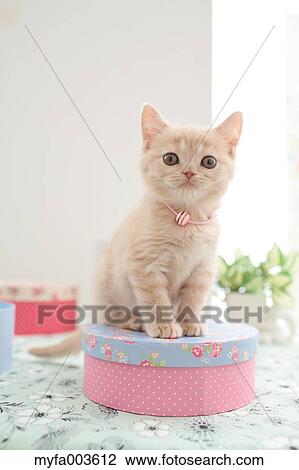 Domestic cat View Large Photo Image Stock Image - Domestic cat. Fotosearch