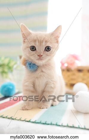Domestic cat View Large Photo Image Stock Image - Domestic cat. Fotosearch