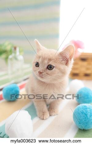 Domestic cat View Large Photo Image Stock Image - Domestic cat. Fotosearch
