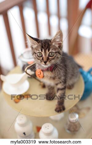 Domestic cat View Large Photo Image Stock Photo - Domestic cat. Fotosearch