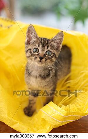 Domestic cat View Large Photo Image Stock Photo - Domestic cat. Fotosearch
