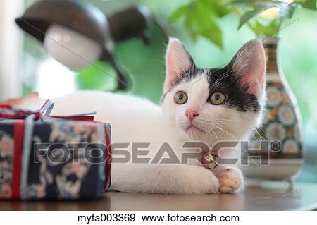 Domestic cat View Large Photo Image Stock Photo - Domestic cat. Fotosearch