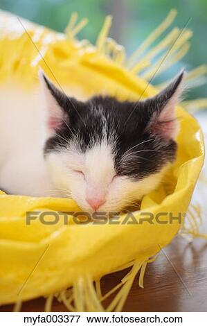 Stock Photo - Domestic cat. Fotosearch