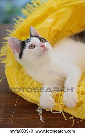 Domestic cat View Large Photo Image Stock Photo - Domestic cat. Fotosearch