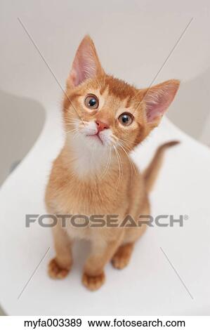 Domestic cat View Large Photo Image Stock Photo - Domestic cat. Fotosearch
