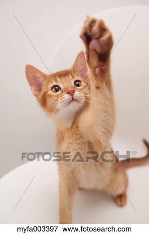 Stock Photo - Domestic cat. Fotosearch