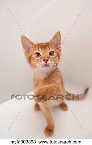 Stock Photo - Domestic cat. Fotosearch