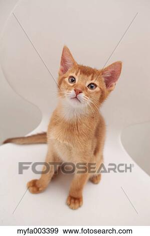 Stock Photo - Domestic cat. Fotosearch