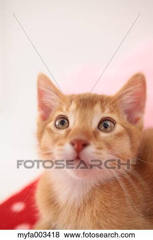Stock Photo - Domestic cat. Fotosearch