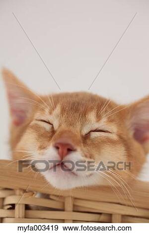 Domestic cat View Large Photo Image Stock Photo - Domestic cat. Fotosearch