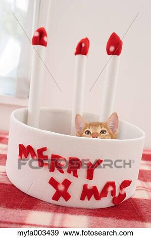 Stock Photo - Domestic cat. Fotosearch
