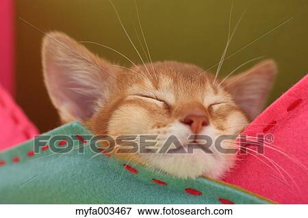 Domestic cat View Large Photo Image Stock Photo - Domestic cat. Fotosearch