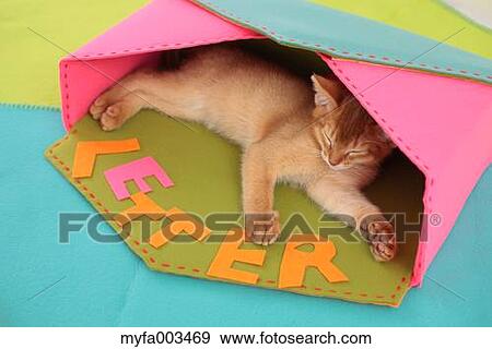Domestic cat View Large Photo Image Stock Photo - Domestic cat. Fotosearch
