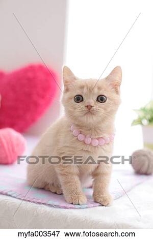 Domestic cat View Large Photo Image Stock Photo - Domestic cat. Fotosearch