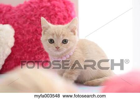 Domestic cat View Large Photo Image Stock Photo - Domestic cat. Fotosearch