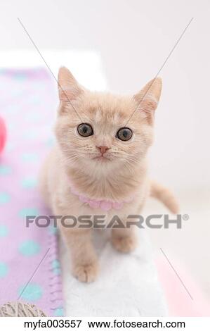 Domestic cat View Large Photo Image Stock Photo - Domestic cat. Fotosearch