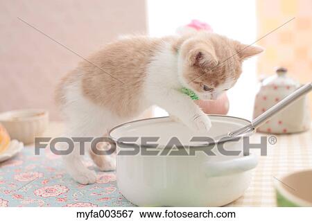 Domestic cat View Large Photo Image Stock Photo - Domestic cat. Fotosearch