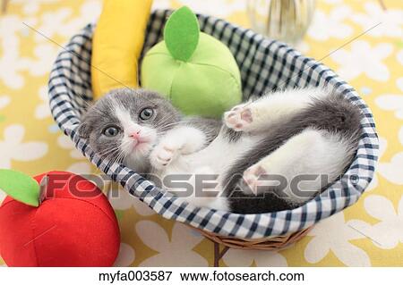 Stock Photo - Domestic cat. Fotosearch