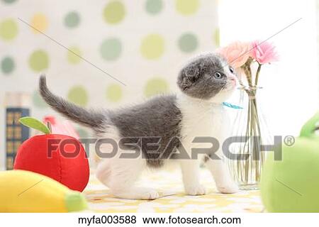 Stock Photo - Domestic cat. Fotosearch