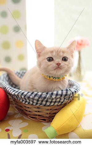 Domestic cat View Large Photo Image Stock Photo - Domestic cat. Fotosearch