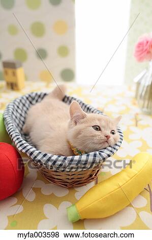 Domestic cat View Large Photo Image Stock Photo - Domestic cat. Fotosearch