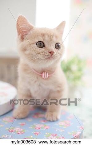 Domestic cat View Large Photo Image Stock Photo - Domestic cat. Fotosearch