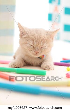 Domestic cat View Large Photo Image Stock Photo - Domestic cat. Fotosearch