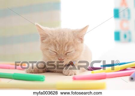 Stock Photo - Domestic cat. Fotosearch