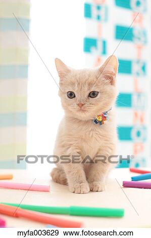 Stock Photo - Domestic cat. Fotosearch