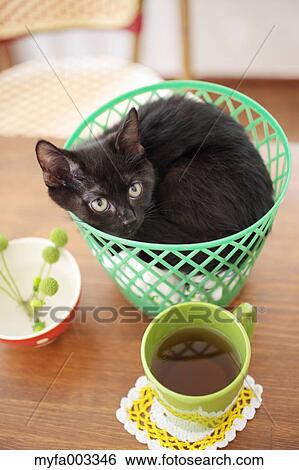 Domestic cat View Large Photo Image Stock Photograph - Domestic cat. Fotosearch