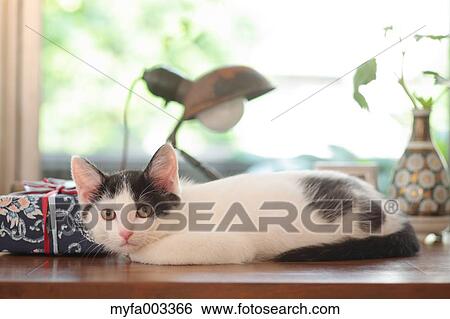Domestic cat View Large Photo Image Stock Photograph - Domestic cat. Fotosearch