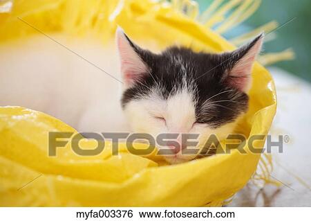 Domestic cat View Large Photo Image Stock Photograph - Domestic cat. Fotosearch