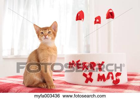 Domestic cat View Large Photo Image Stock Photograph - Domestic cat. Fotosearch