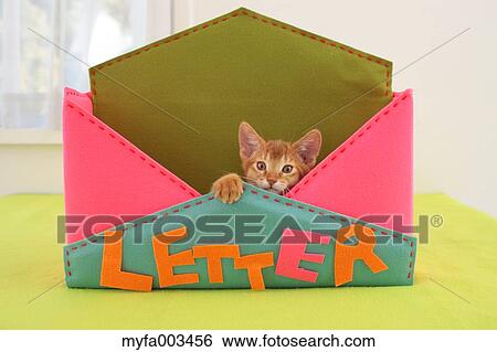 Domestic cat View Large Photo Image Stock Photograph - Domestic cat. Fotosearch