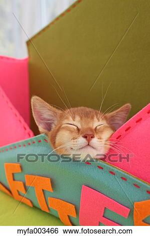 Domestic cat View Large Photo Image Stock Photograph - Domestic cat. Fotosearch