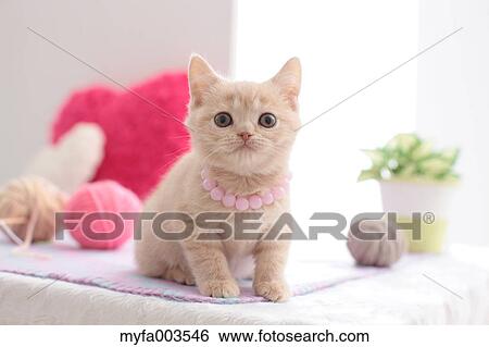 Stock Photograph - Domestic cat. Fotosearch