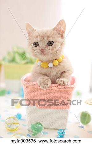 Domestic cat View Large Photo Image Stock Photograph - Domestic cat. Fotosearch