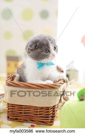 Domestic cat View Large Photo Image Stock Photograph - Domestic cat. Fotosearch