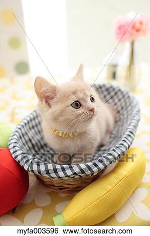 Domestic cat View Large Photo Image Stock Photograph - Domestic cat. Fotosearch