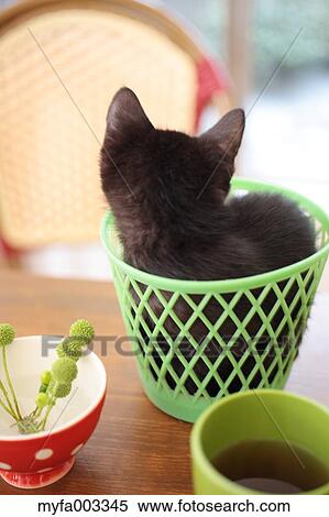 Domestic cat View Large Photo Image Stock Photography - Domestic cat. Fotosearch