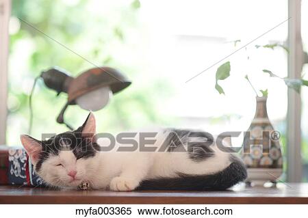Stock Photography - Domestic cat. Fotosearch