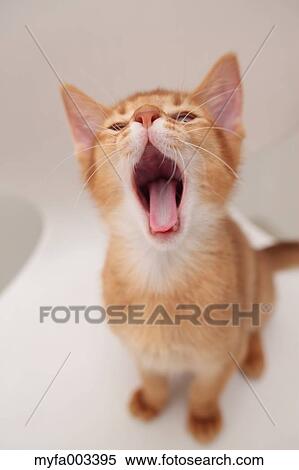 Domestic cat View Large Photo Image Stock Photography - Domestic cat. Fotosearch