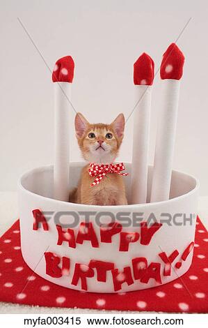 Domestic cat View Large Photo Image Stock Photography - Domestic cat. Fotosearch