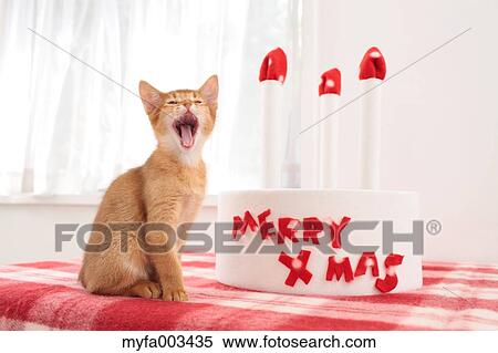 Domestic cat View Large Photo Image Stock Photography - Domestic cat. Fotosearch