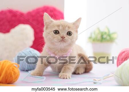 Domestic cat View Large Photo Image Stock Photography - Domestic cat. Fotosearch